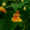 Jewelweed: Nature's Antidote to Poison Ivy