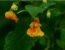 Jewelweed: Nature's Antidote to Poison Ivy
