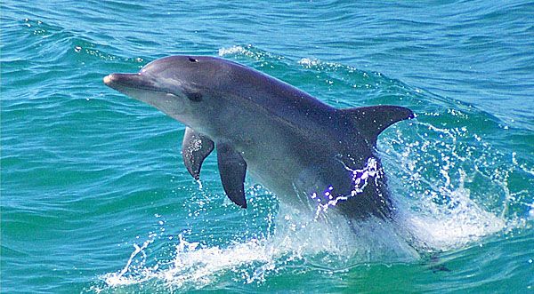 Deprived of nukes, is Iran eyeing dolphins to attack U.S. warships ...